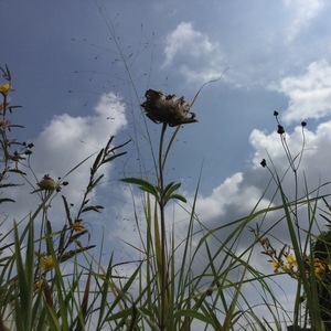 Team Page: Nature Nerds